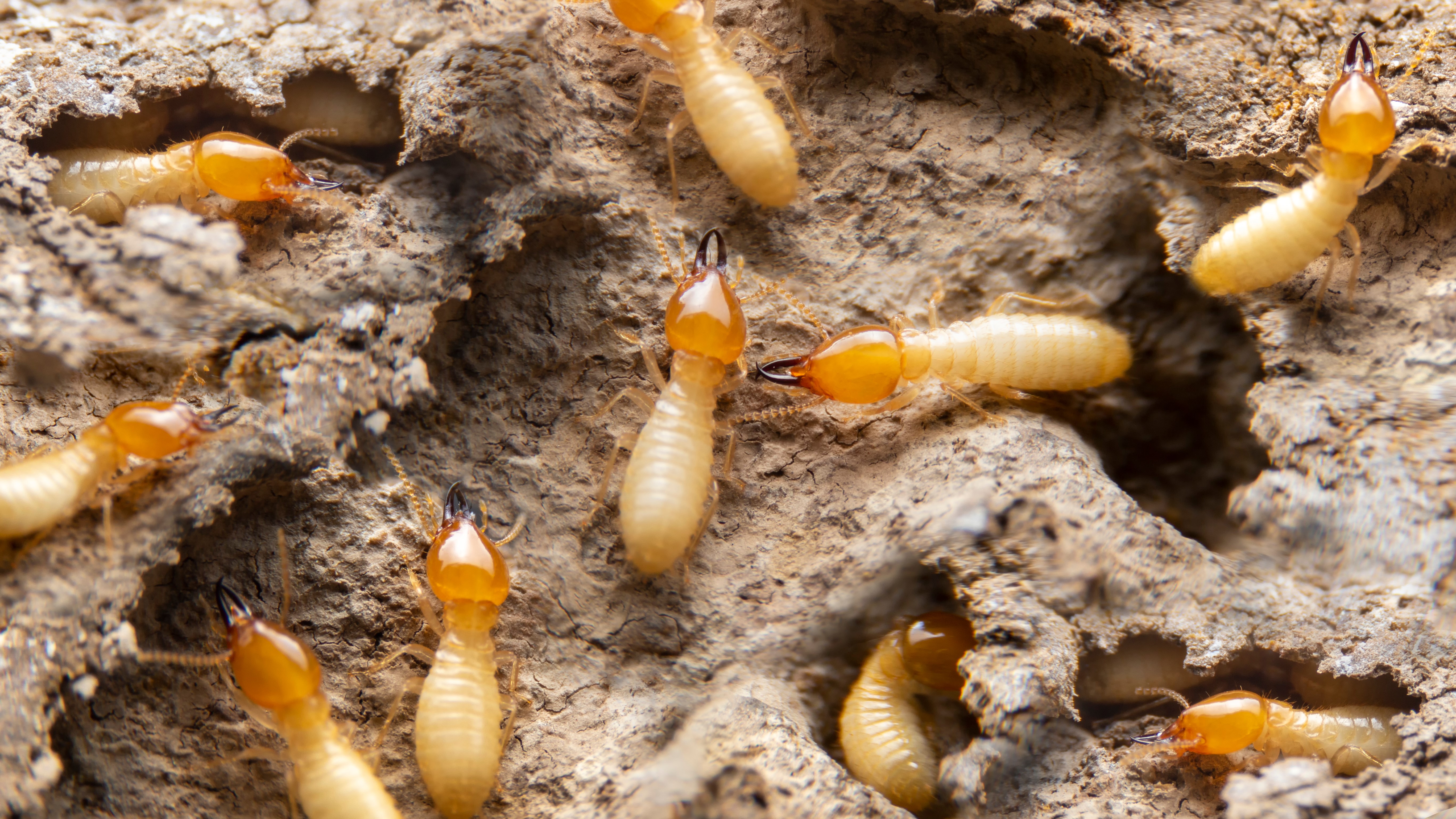 What deals are termites